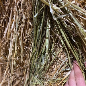 100mt Wheaten Hay 550kg 8x4x3 Bales