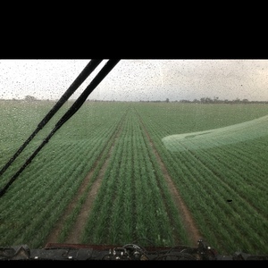 Hay/Silage. standing