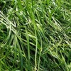 Standing Oaten Crop For Hay or Silage Sold Standing or Pressed