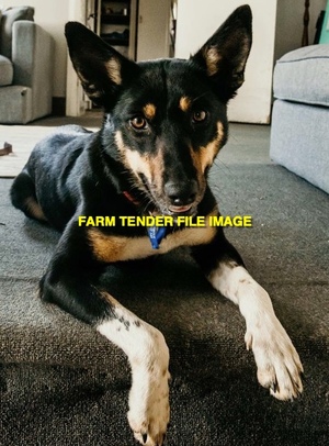 WANTED Female Working Kelpie 2-3yr old