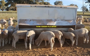 WANTED Sheep Grain Feeders