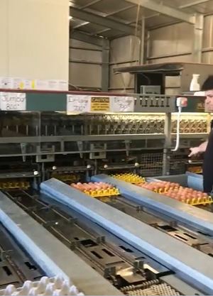 Egg Grader Moba 2000 Poultry Equipment