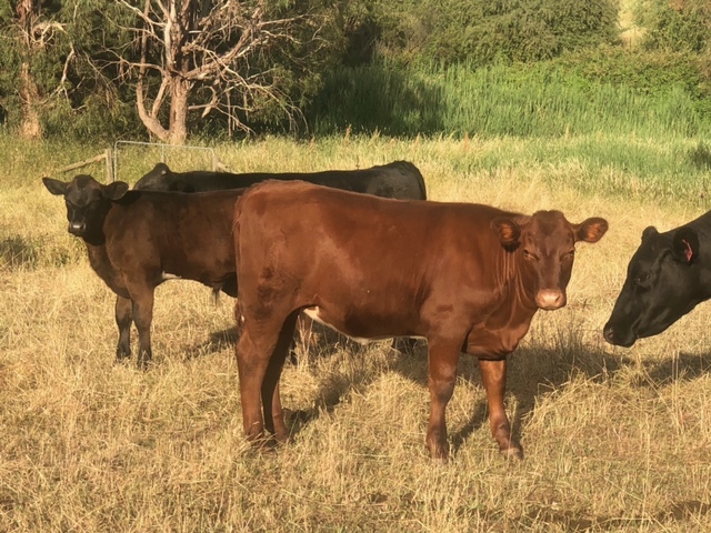 8 Cows pregnant with calves 5 to 8mths