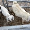 Goats Boer Nannies with kids at foot.