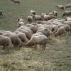 180 Merino Ewes SIL 140% to Melrose Merino Rams