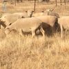 ELM Southdowns quality flock rams for sale