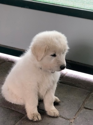 Maremma Puppies x5 Males