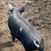 Duroc/Berkshire spit pigs (4 x left)