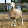 Under Auction - Lot 27 Highlander Ram 191105 (DLE Ram Auction A100 - 10th Sept via Auctionsplus) 