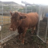 REGISTERED LIMOUSIN BULL 16 months old 