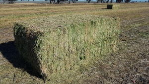 240mt Lentil/Clover 600-650kg Hay 8x4x3 (New Season 2019/2020)