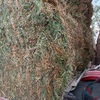 A1 Vetch Hay Seller to Freight