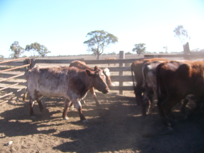 Shorthorn cows PTIC