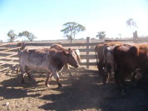 Shorthorn cows PTIC