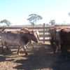 Shorthorn cows PTIC