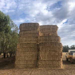 Barley Hay 8x4x3 Bales