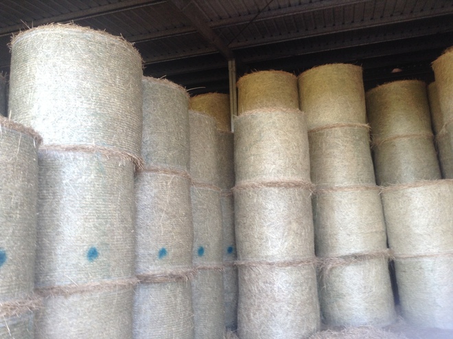 Munch 100 Rhodes Grass Hay