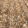 Corn Stubble in 8x4x3 Bales
