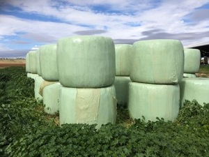 30 Bales Canola Silage - 2% Buyers Premium on all Lots
