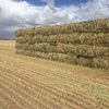 wheaten hay for sale 