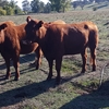 Quiet Red Angus Heifers Ready to join.