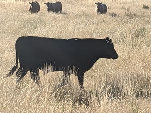 Angus Bull Sale