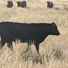 Angus Bull Sale