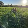 Oaten Silage