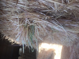 60 m/t of Oaten Hay 
