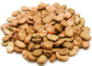 Faba Beans