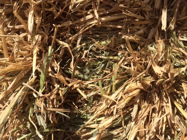 Barley Hay