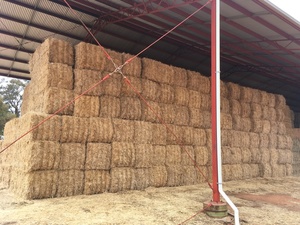 Barley Straw 8x3x3 ‘New Season’
