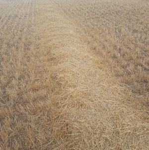 Header Trail Barley Straw For Sale