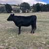 Good fatten opportunity - Angus Friesian Cross