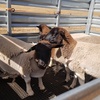 Dorper Lambs