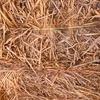 64 bales Oaten Header Trail Straw  8x4x3 Bales  average 515kg