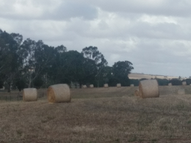 Barley Hay 5x4 Round Bales 