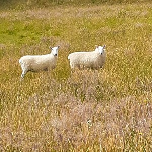 Border Leicester ewe lambs 