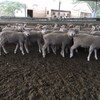 200 mixed sex composite lambs