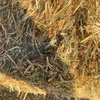 Oaten Hay Small Squares