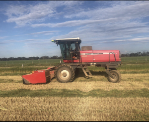 Massey Ferguson 9635 Windrow Tractor 2009 with 16 ft Razor Bar 4 Steel Roller Conditioner Front. 2012