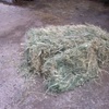 1000 x Grassy Lucerne Hay Small Squares