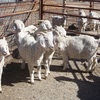 Angora herd dispersal