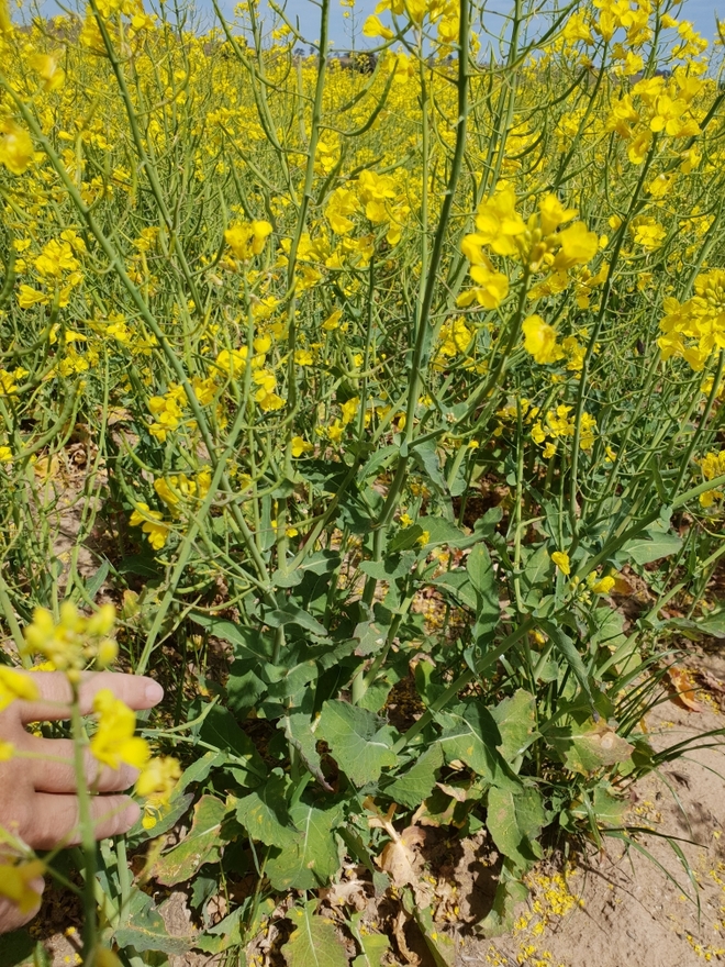 Standing Canola Crop