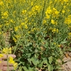 Standing Canola Crop