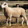 Under Auction - Lot 24 Highlander Ram 190463 (DLE Ram Auction A100 - 10th Sept via Auctionsplus) 
