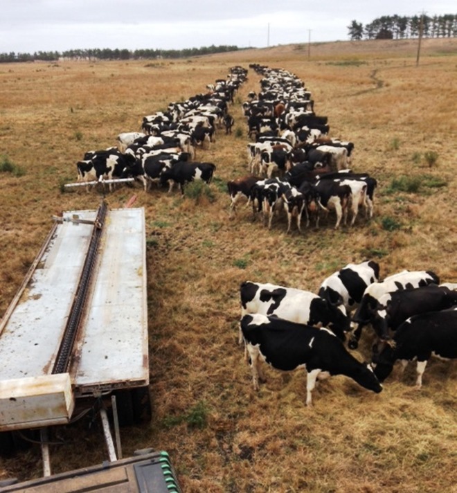 Sinch Square Bale Feeder 8 bale model