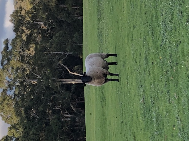 Stud bred  young rams ready to use