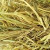 45mt Wheaten Hay 575 kg 8x4x3 Bales