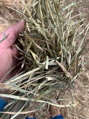 Oaten Hay 8x4x3 bales - Horse quality 